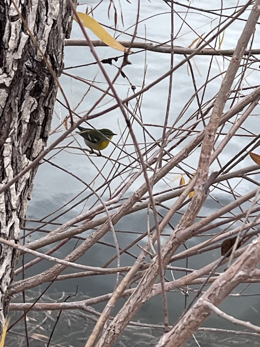 Очковая древесница - ML645407413