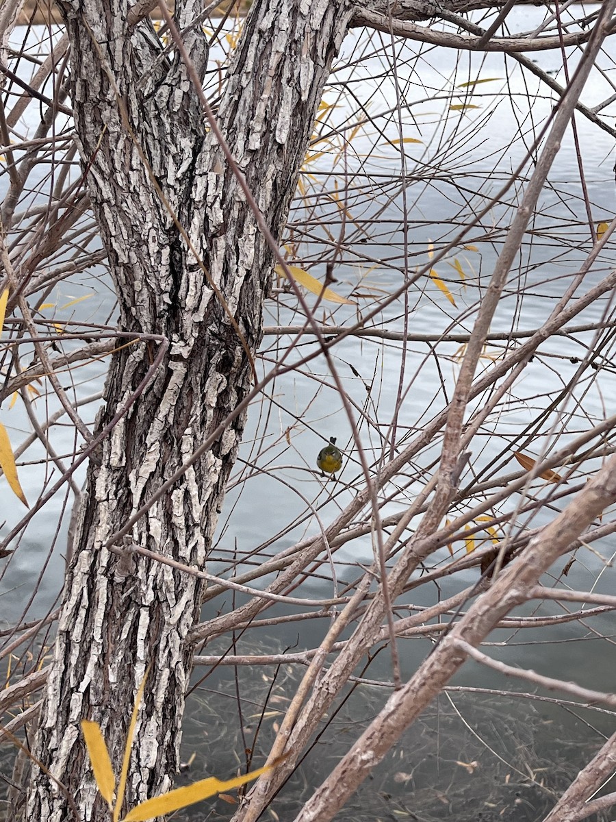 Очковая древесница - ML645407414