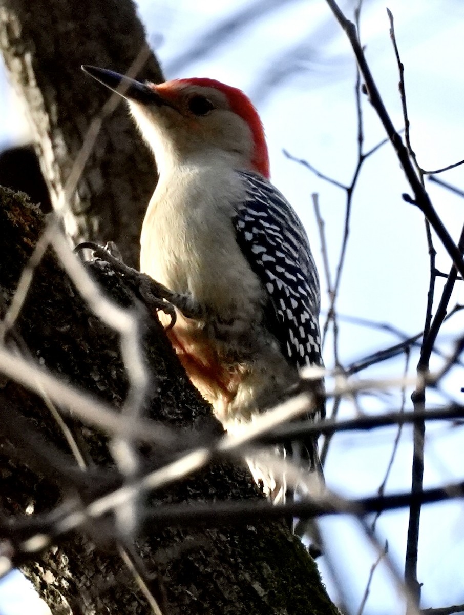 Red-bellied Woodpecker - ML645407423
