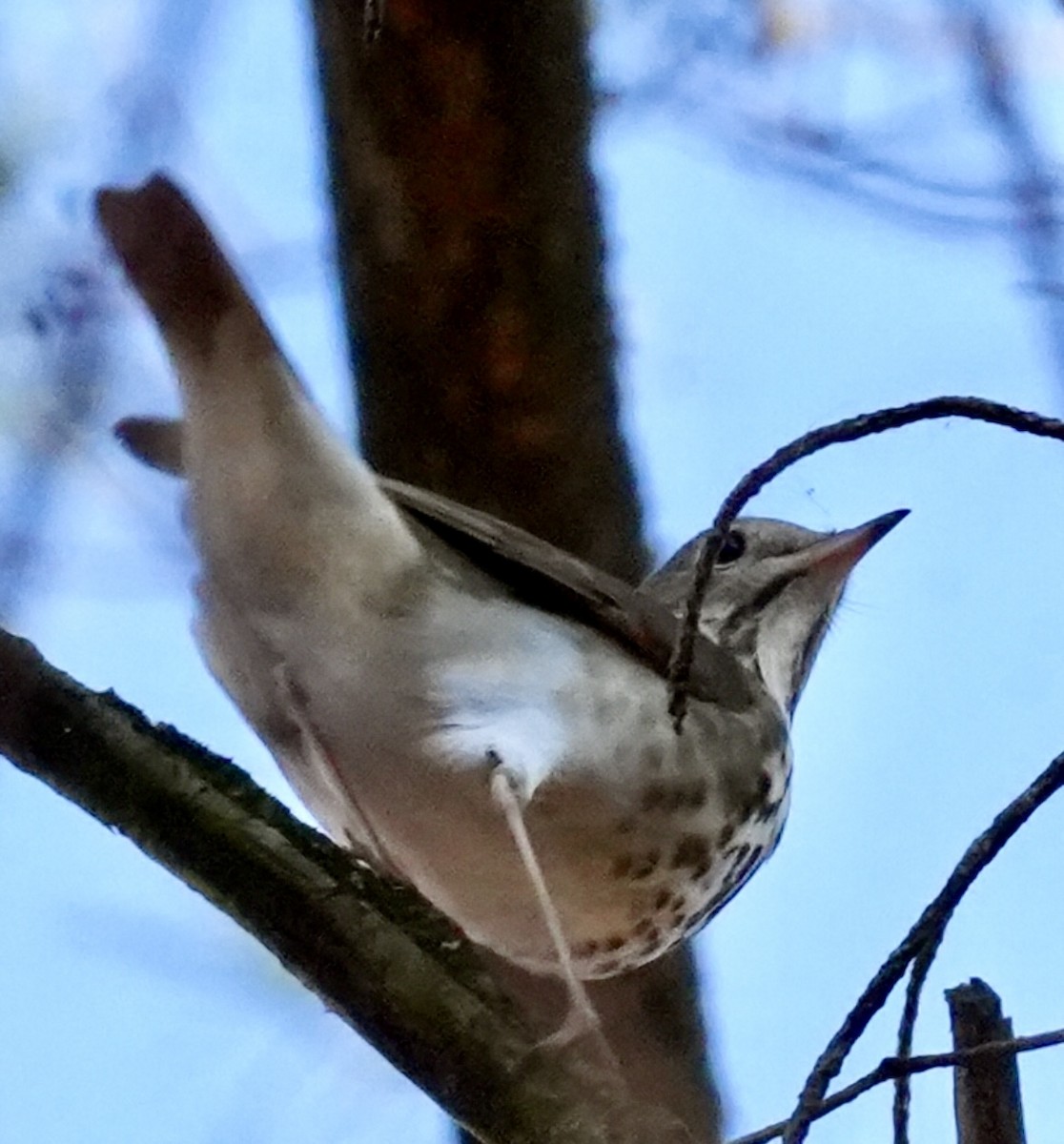 Hermit Thrush - ML645407437
