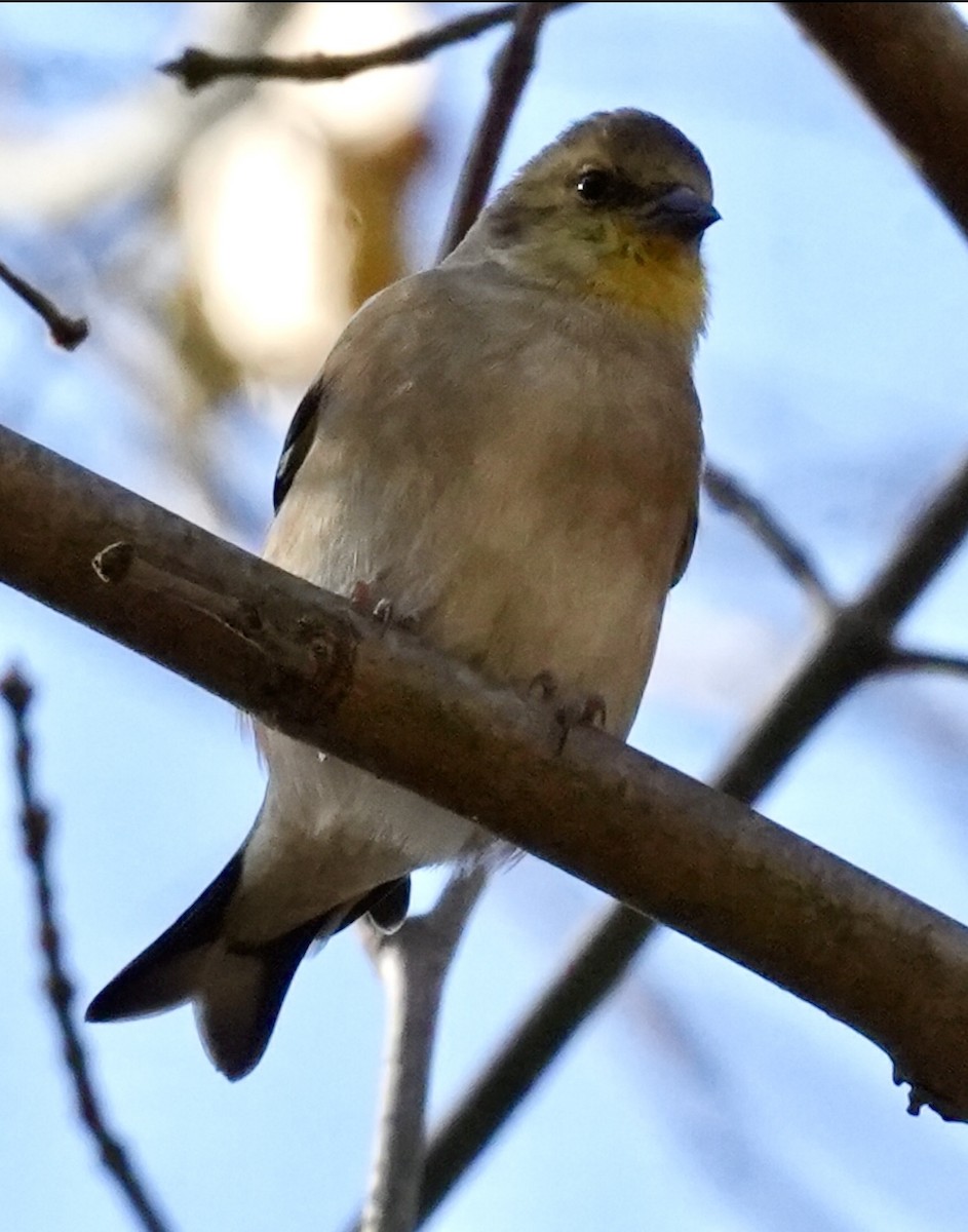 čížek žlutý - ML645407446