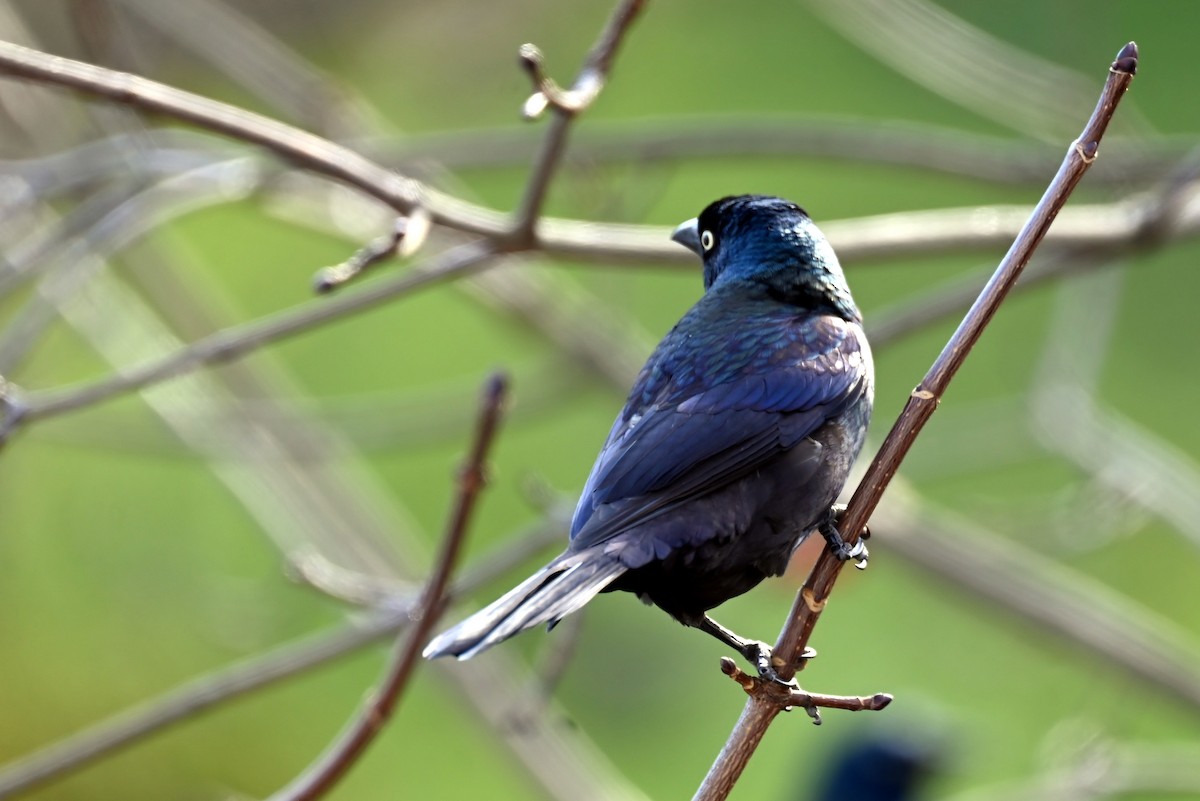 Common Grackle - ML645407467