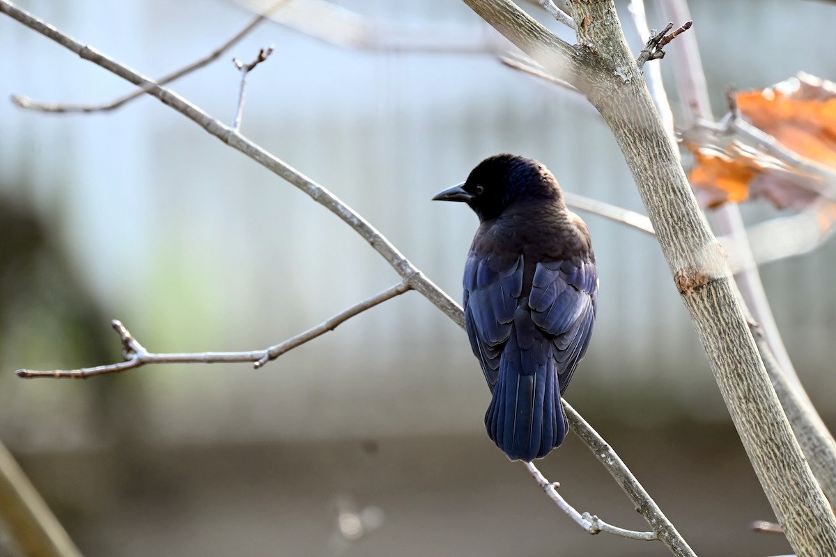 Common Grackle - ML645407468