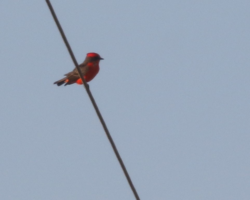 Vermilion Flycatcher - ML645407469