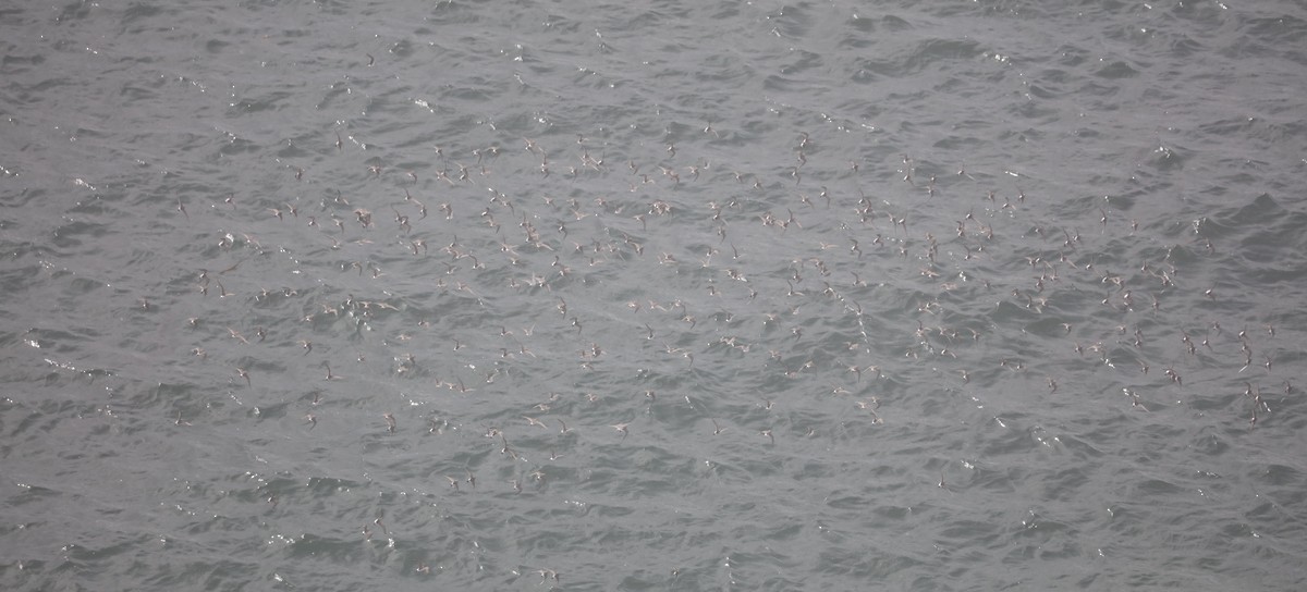 bonapartesnipe - ML645407478