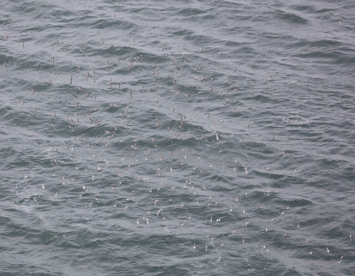 bonapartesnipe - ML645407479