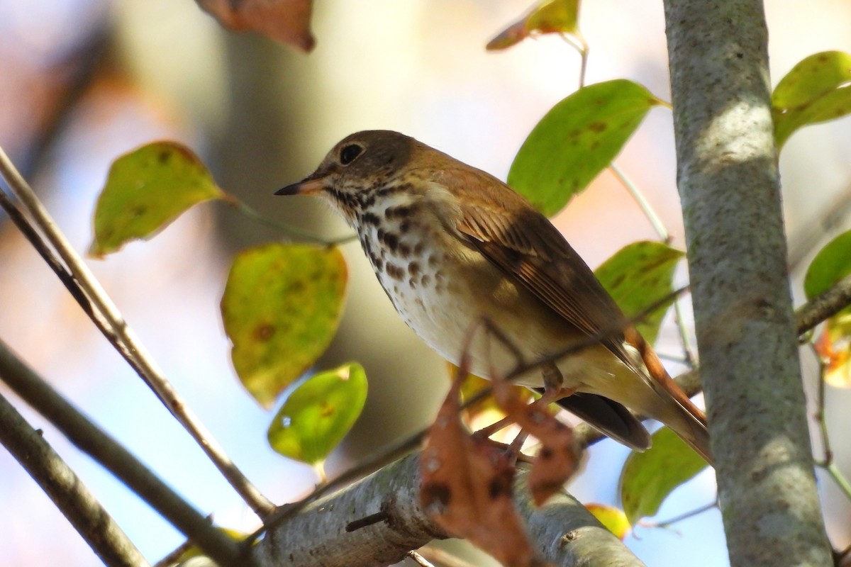 Hermit Thrush - ML645407482