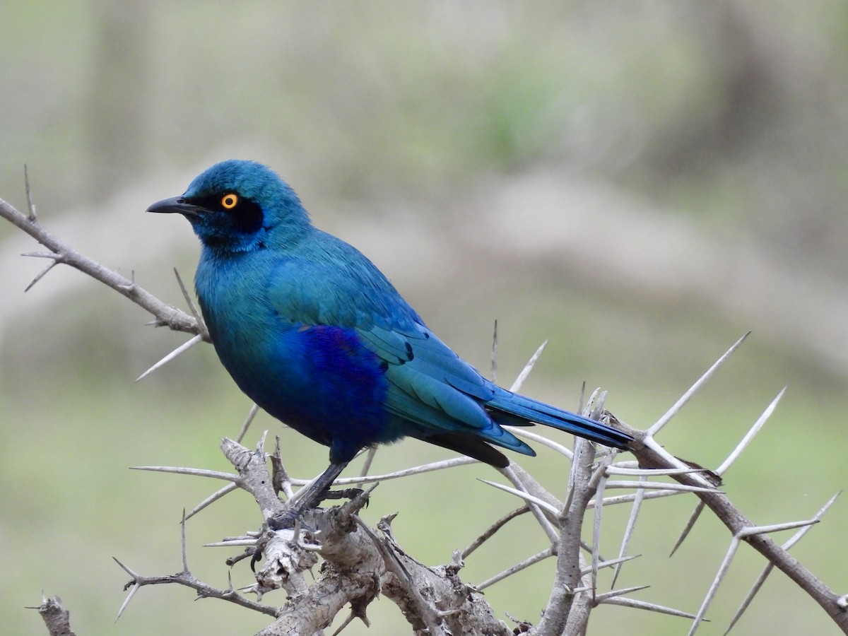 Greater Blue-eared Starling - ML645407488