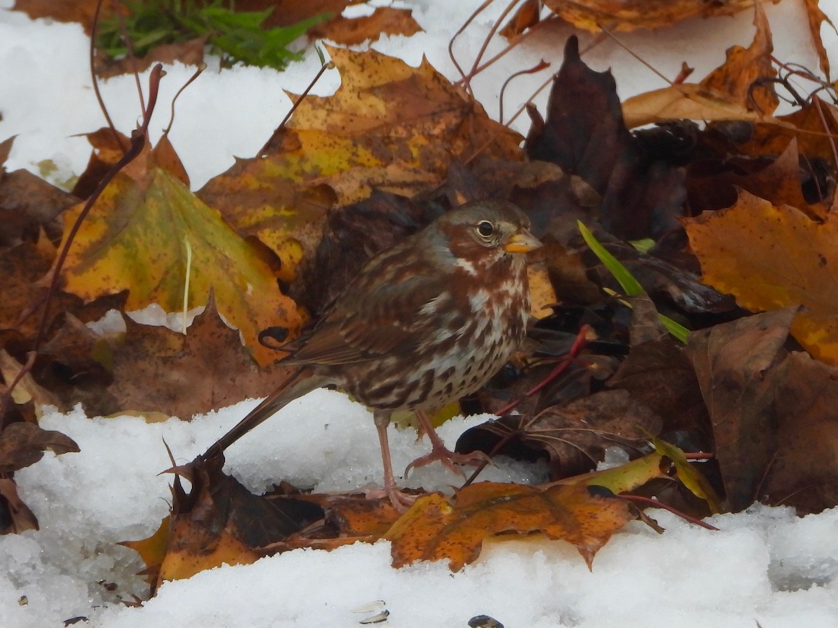 Fox Sparrow - ML645407521