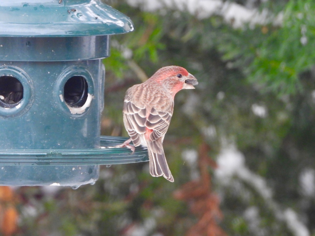 House Finch - ML645407524