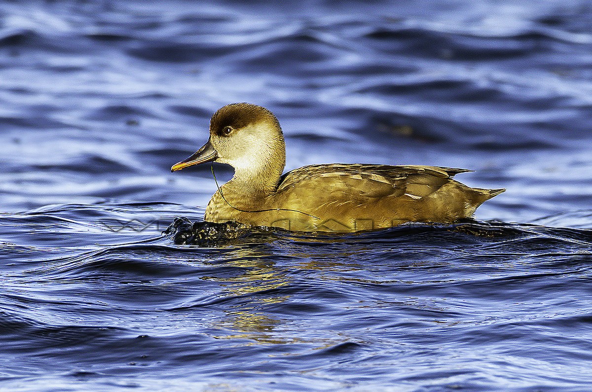 zrzohlávka rudozobá - ML645407549