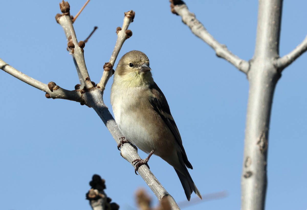 čížek žlutý - ML645407560