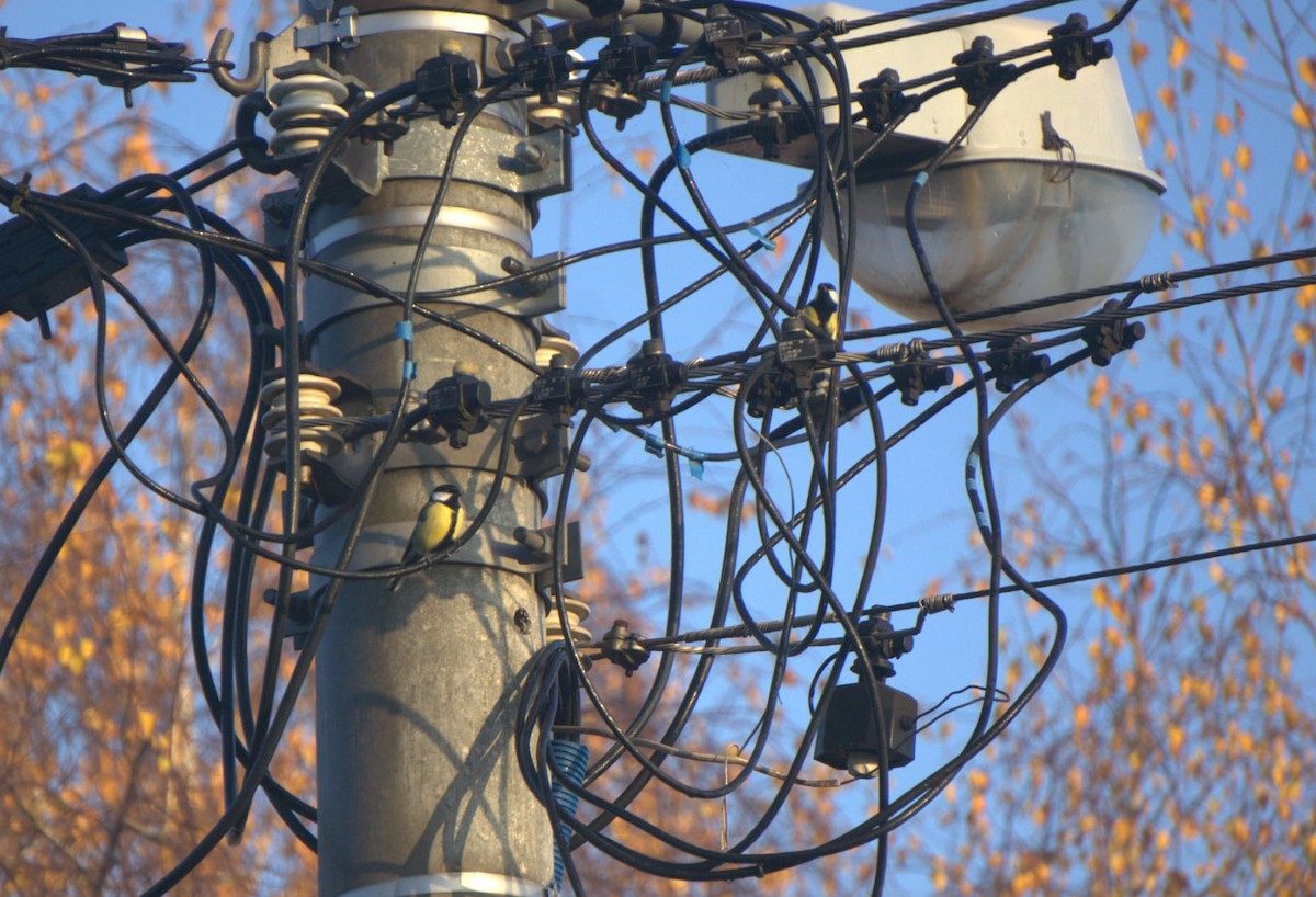 sýkora koňadra - ML645407562