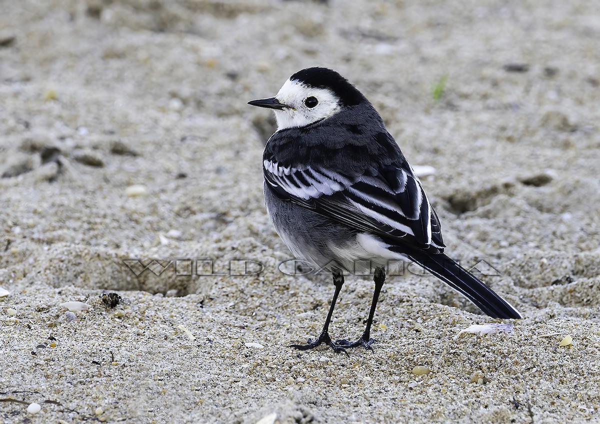 White Wagtail (British) - ML645407566