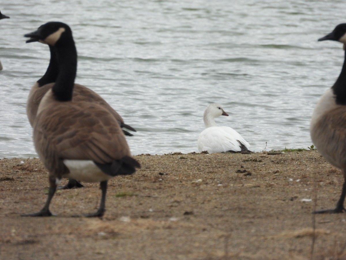 husa bělostná - ML645407570