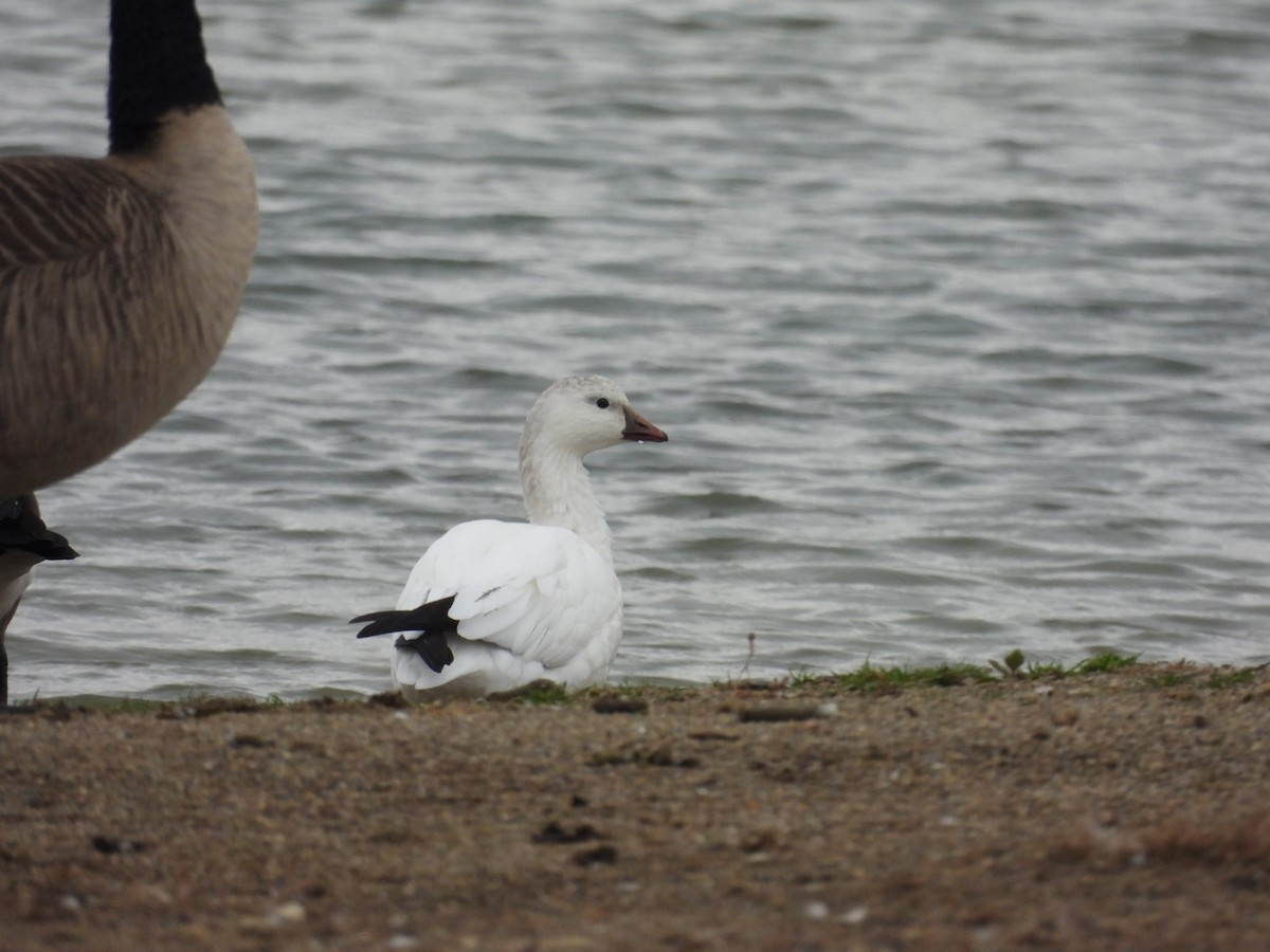 husa bělostná - ML645407571