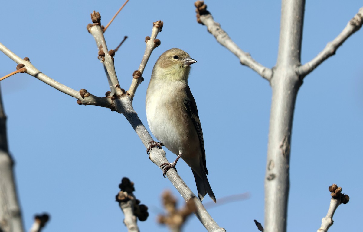 čížek žlutý - ML645407573