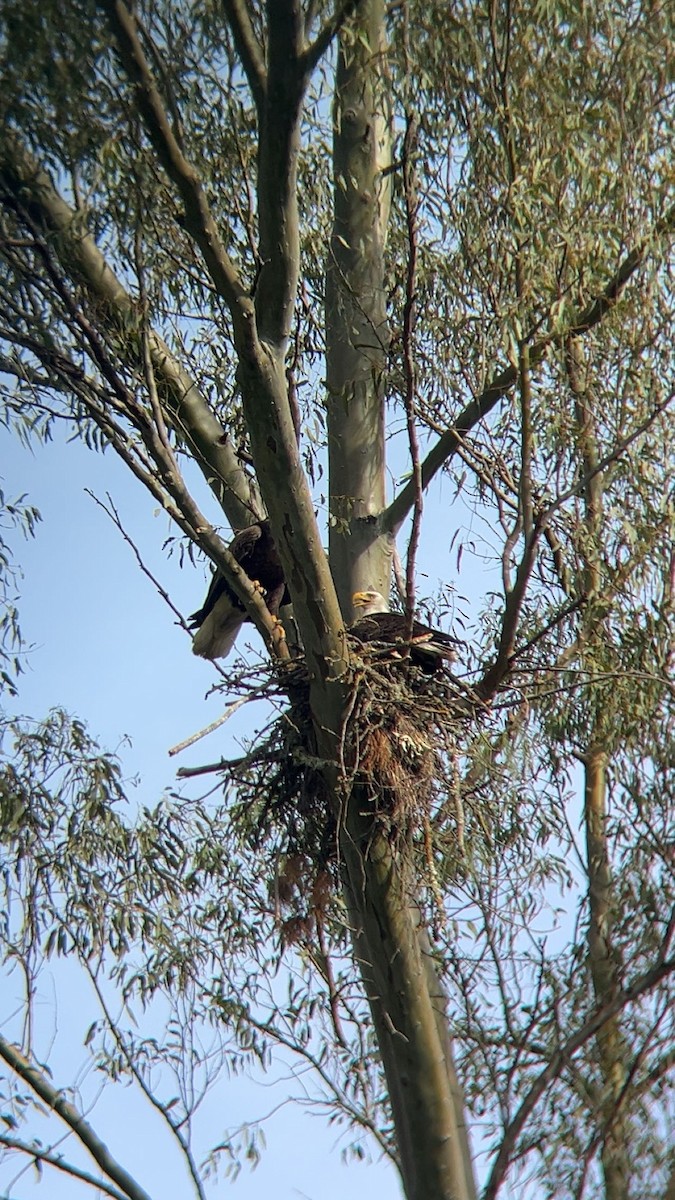 Bald Eagle - ML645407575