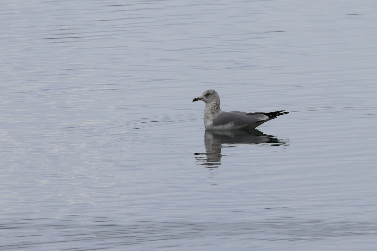 Ring-billed Gull - ML645407577