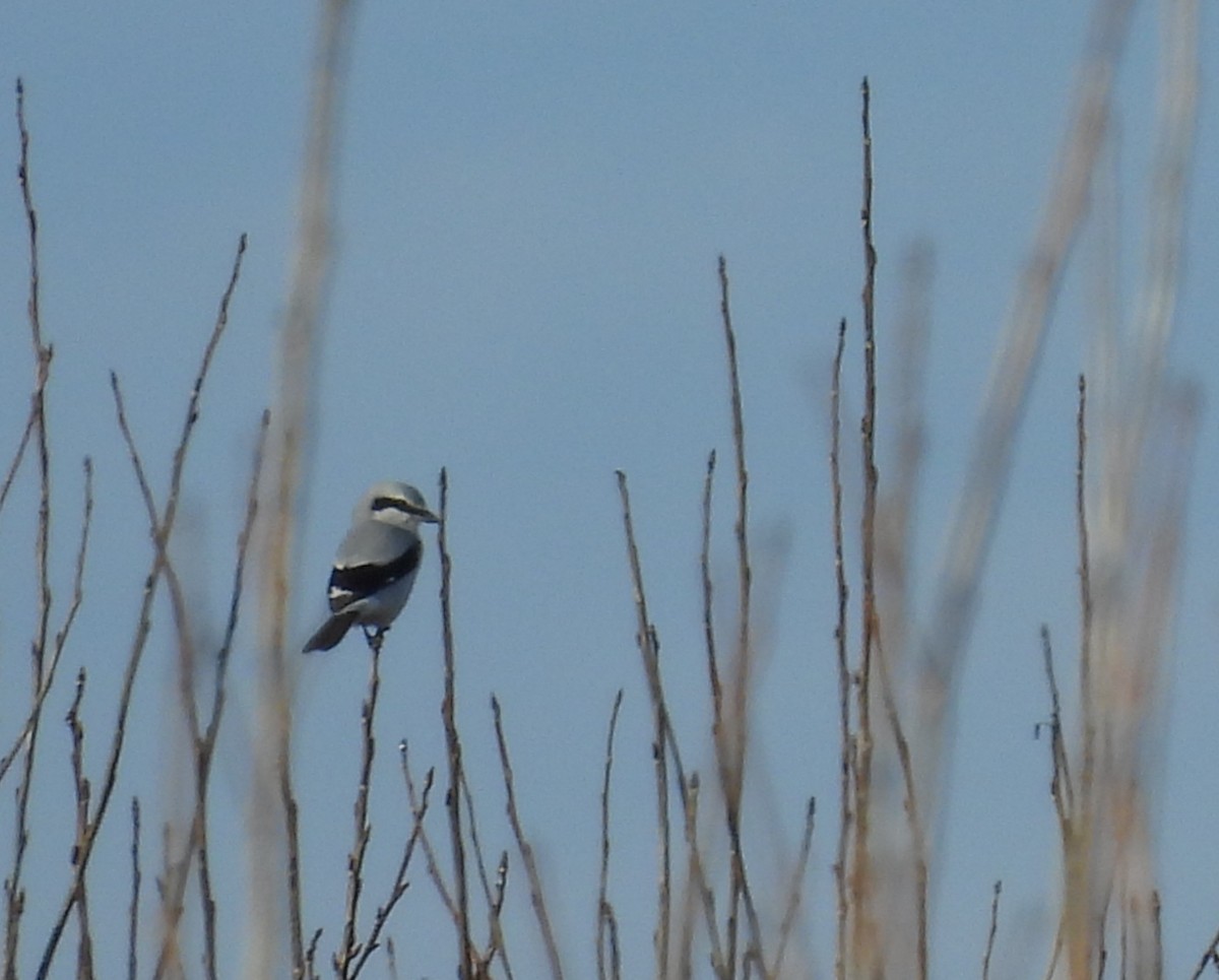 Сорокопуд північний - ML645407579
