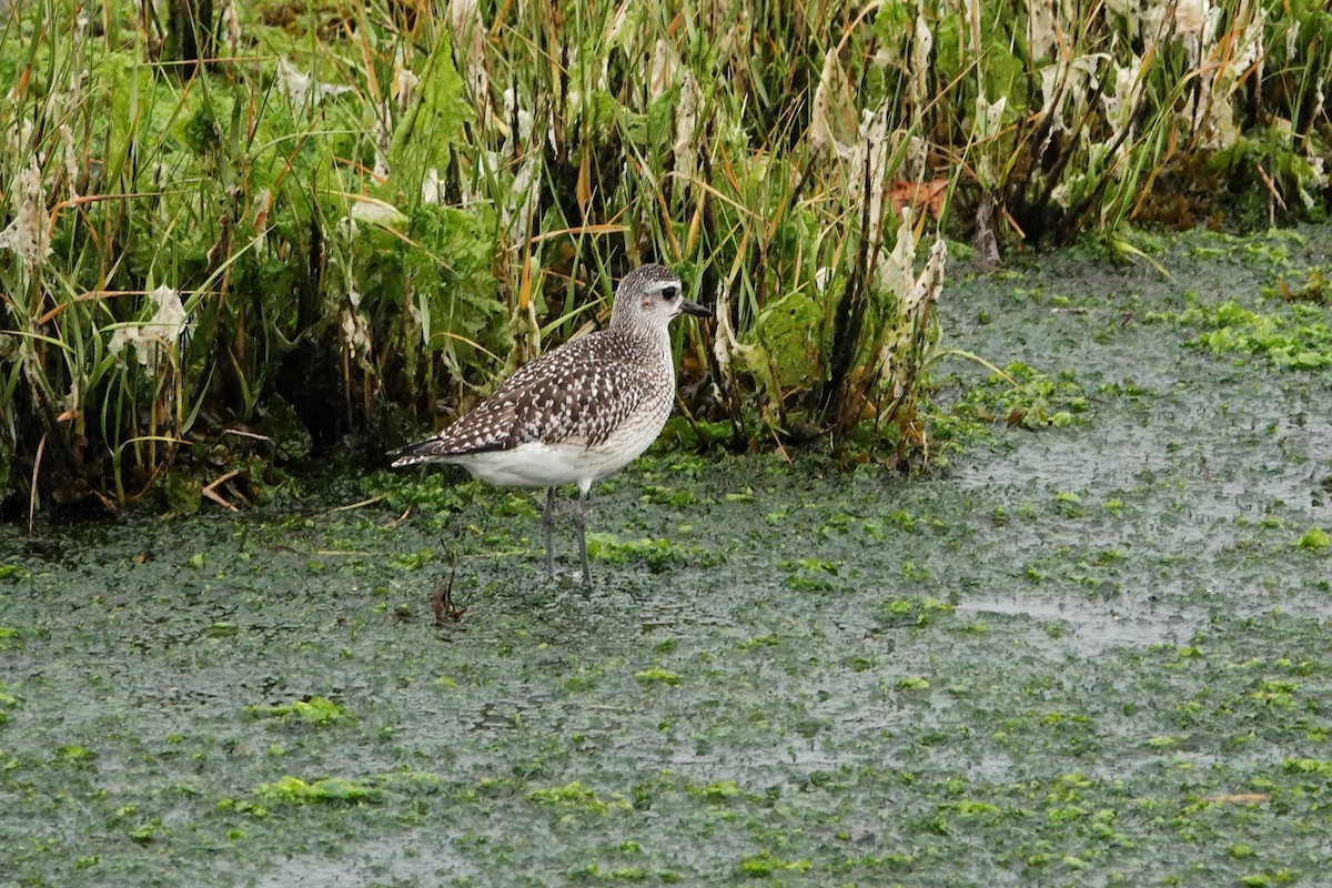 חופזי מנומר - ML645407580