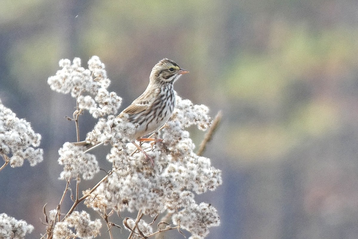 strnadec luční - ML645407581