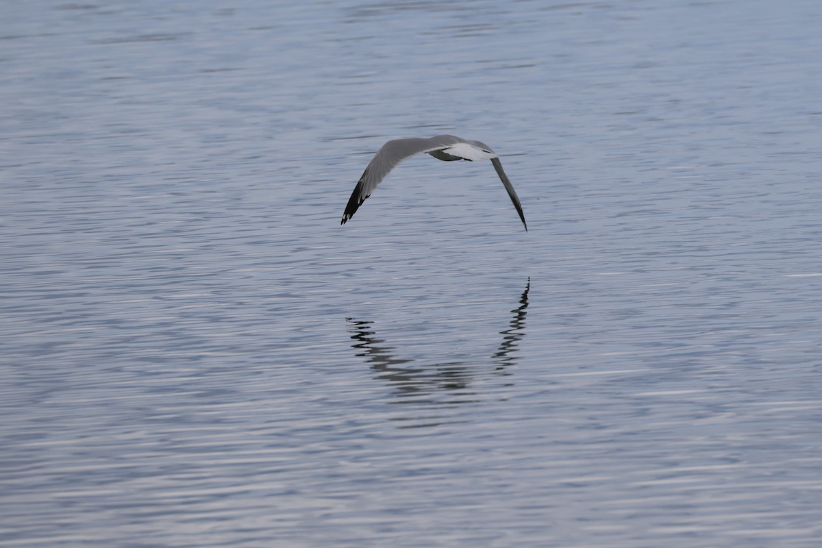 Ring-billed Gull - ML645407582