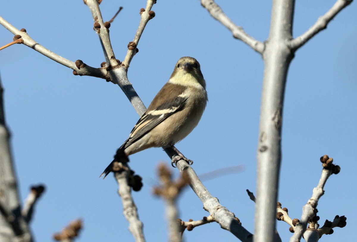 čížek žlutý - ML645407588