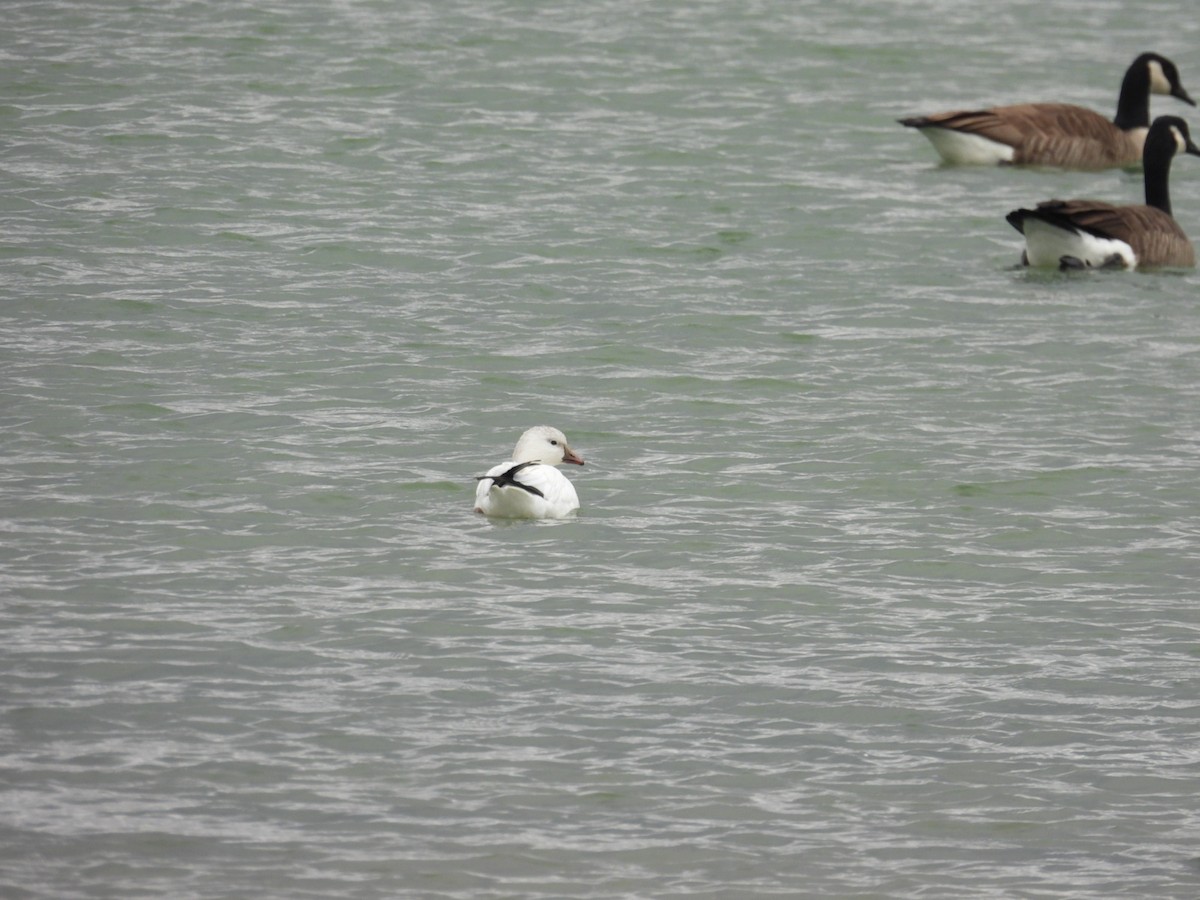 husa bělostná - ML645407589