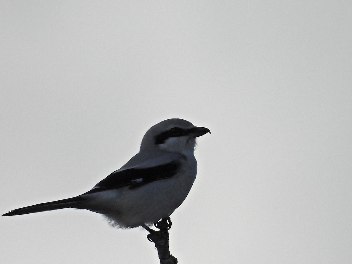 Сорокопуд північний - ML645407590