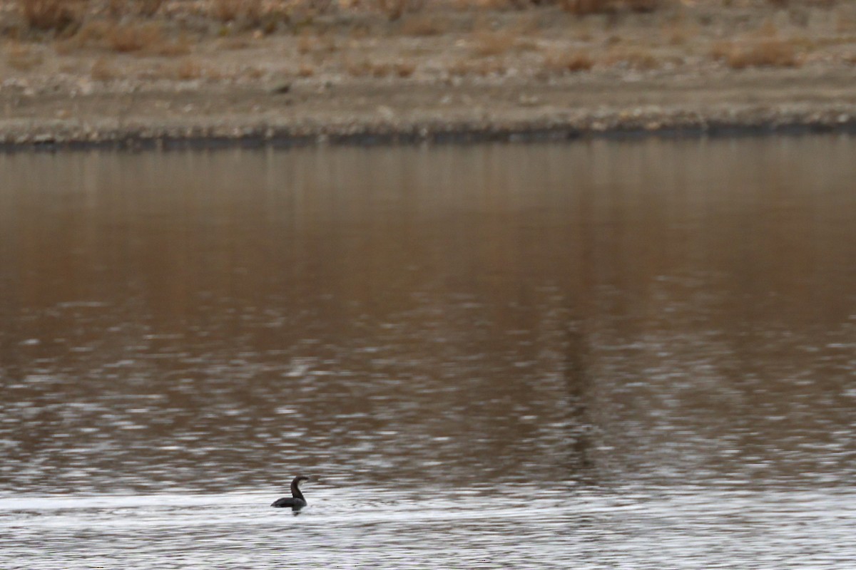 Pacific Loon - ML645407592