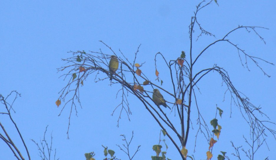 zvonek zelený - ML645407599