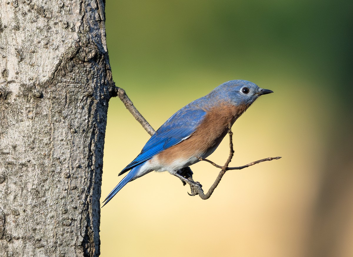 Eastern Bluebird - ML645407609
