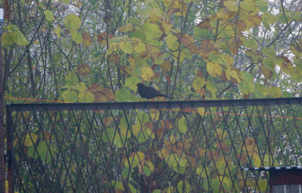 kos černý - ML645407610