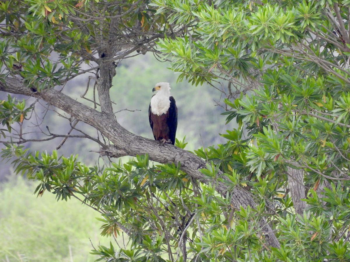 flodørn - ML645407640