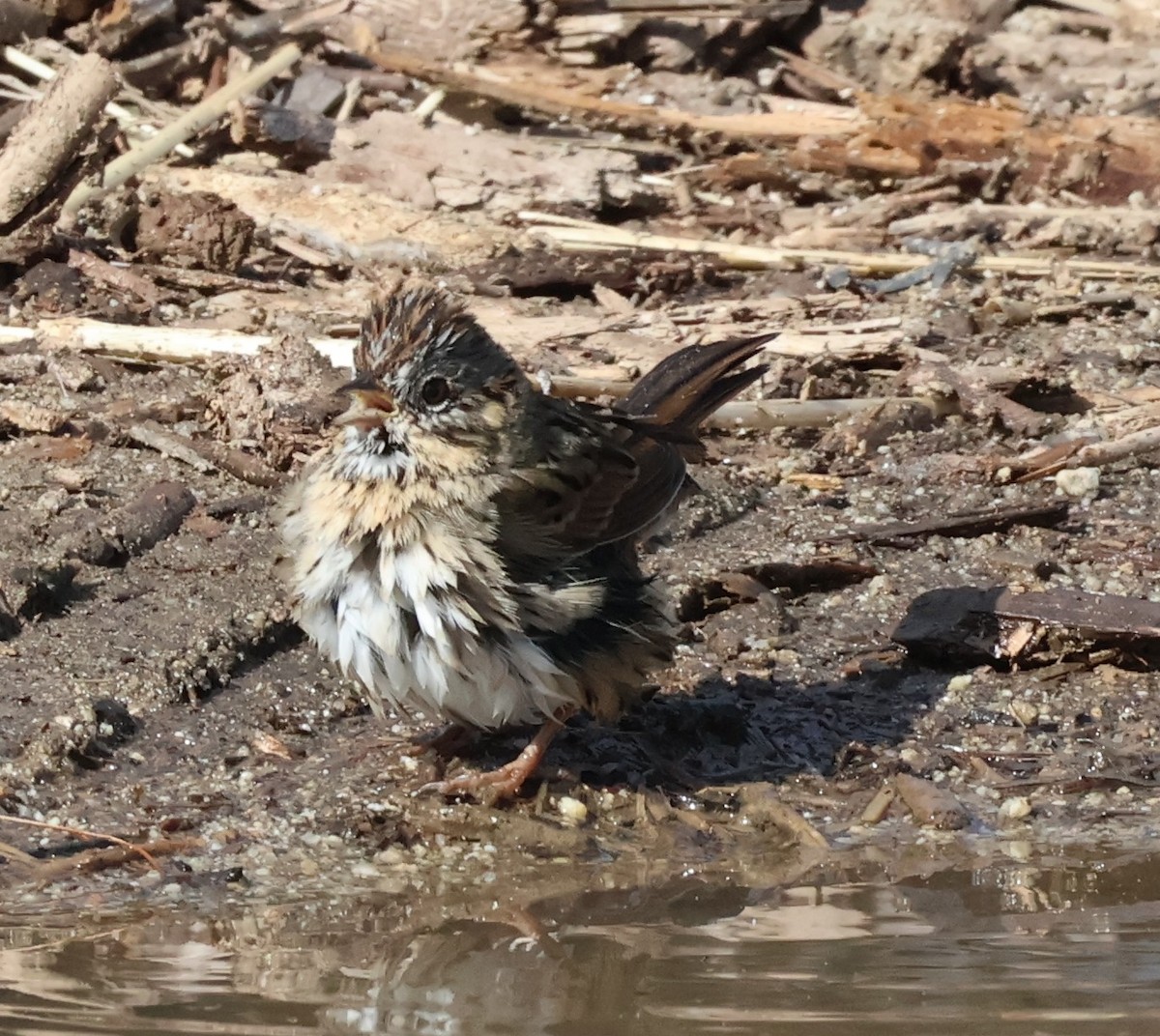 strnadec pruhohlavý - ML645407647