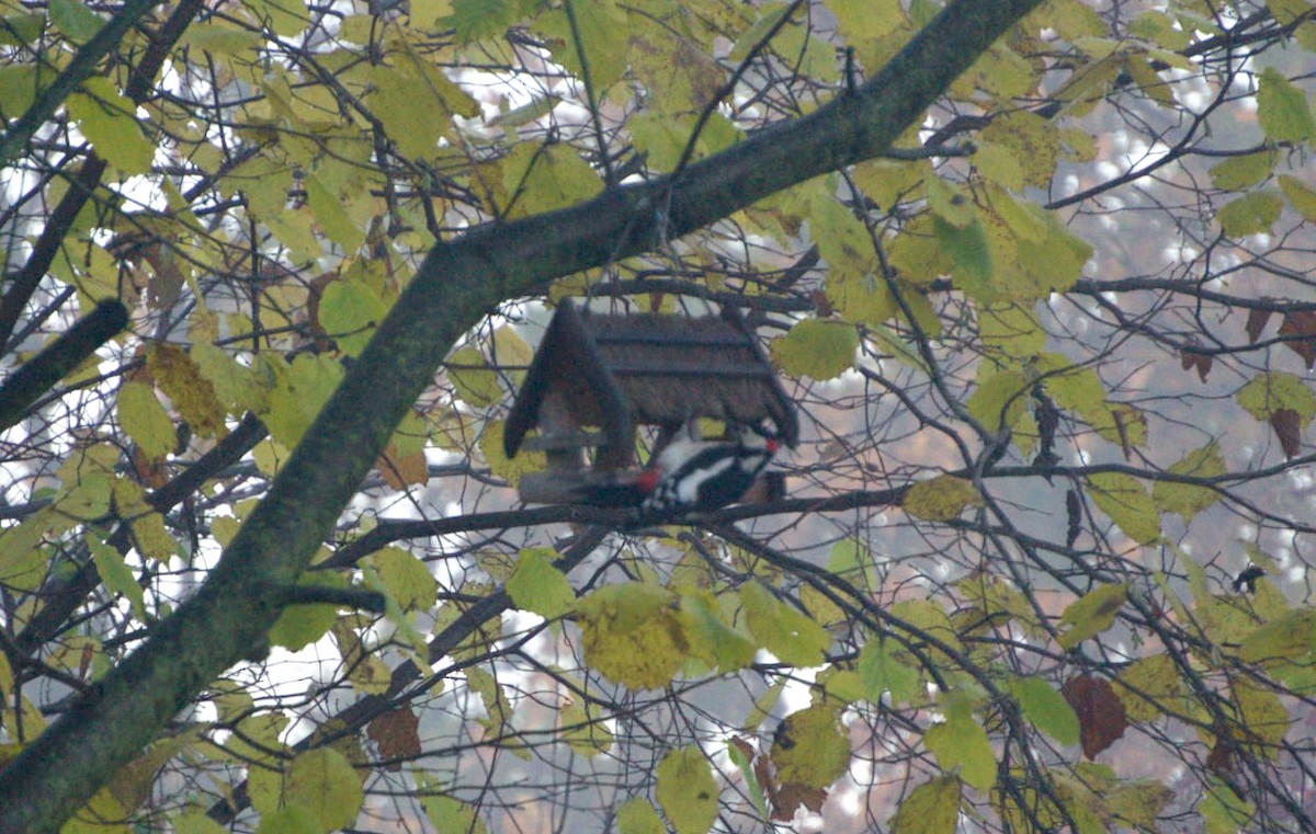 strakapoud velký - ML645407652