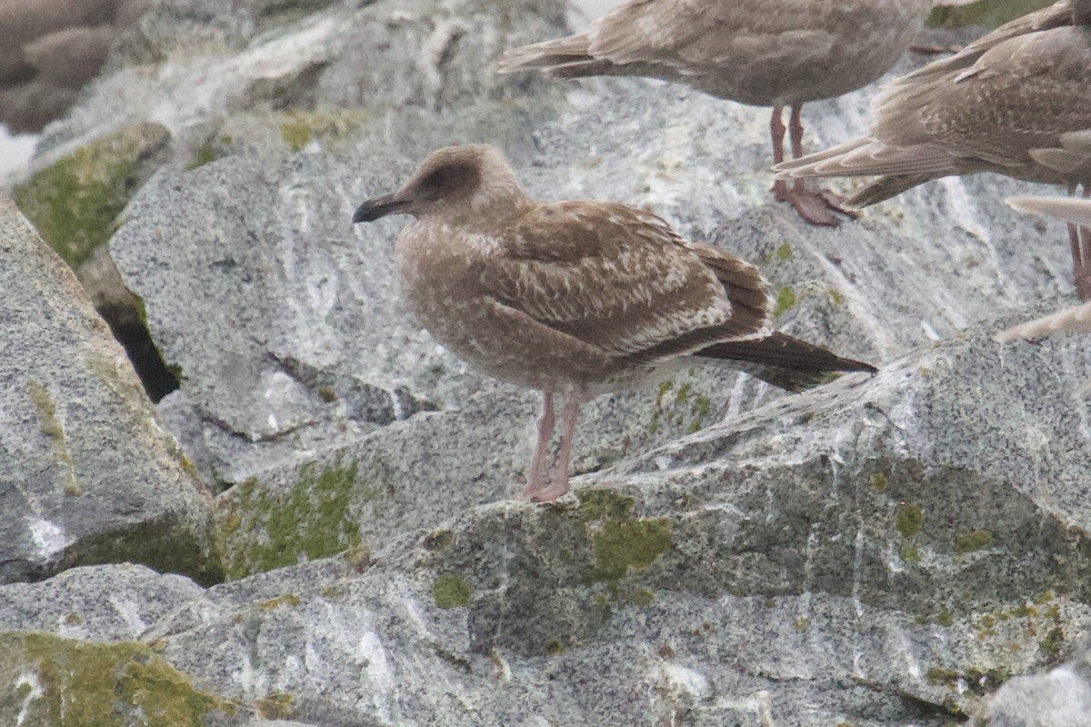 Western Gull - ML645407657