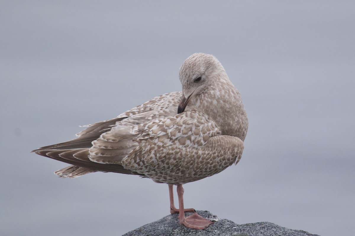 Goéland arctique (thayeri) - ML645407678