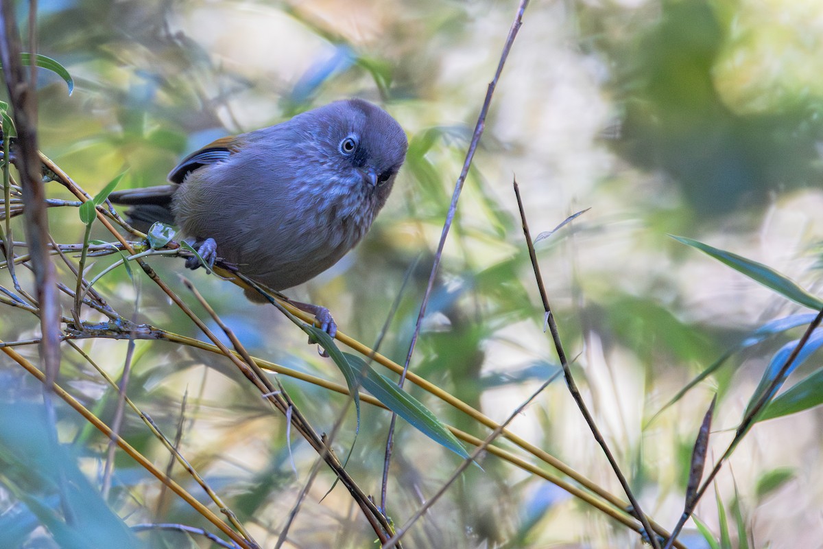 Taiwan Fulvetta - ML645407679