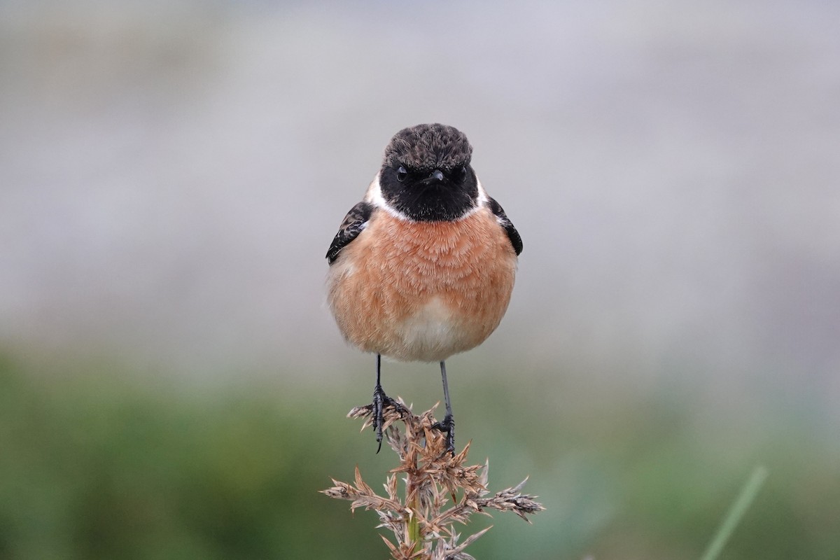 European Stonechat - ML645407694