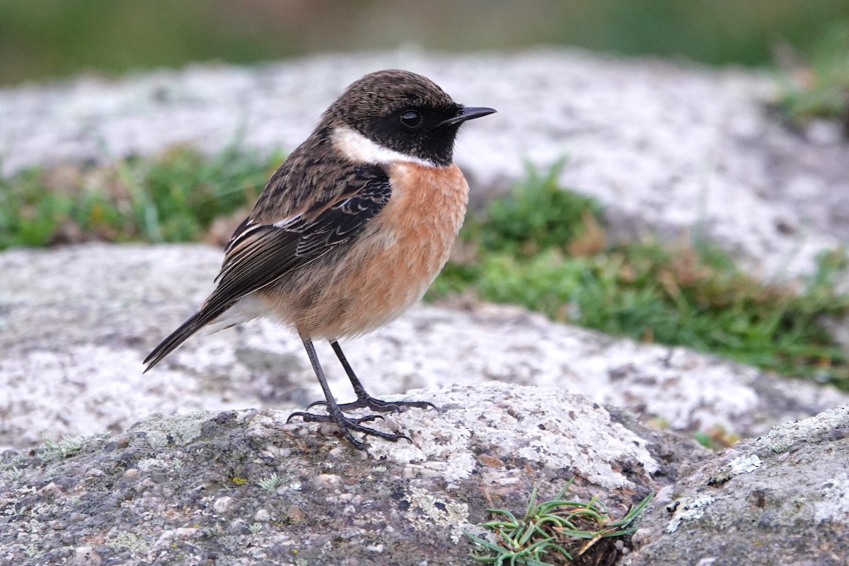 European Stonechat - ML645407696