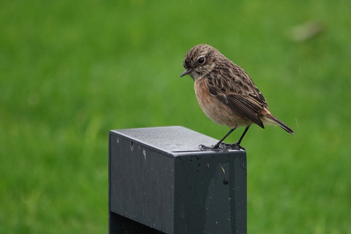 European Stonechat - ML645407697