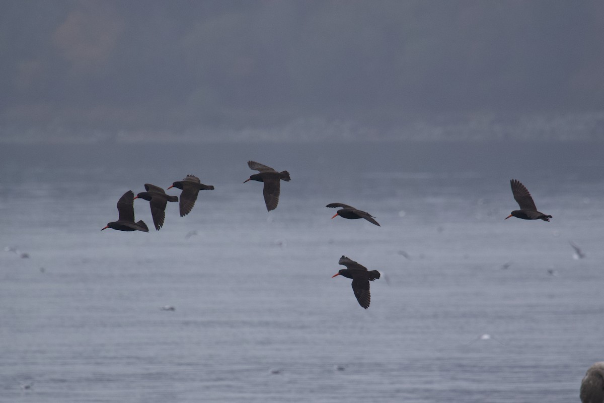 Black Oystercatcher - ML645407699