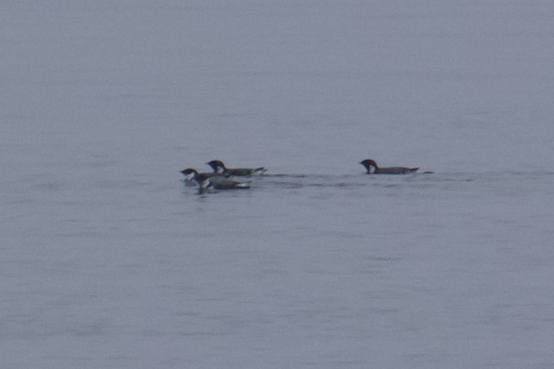 Ancient Murrelet - ML645407713