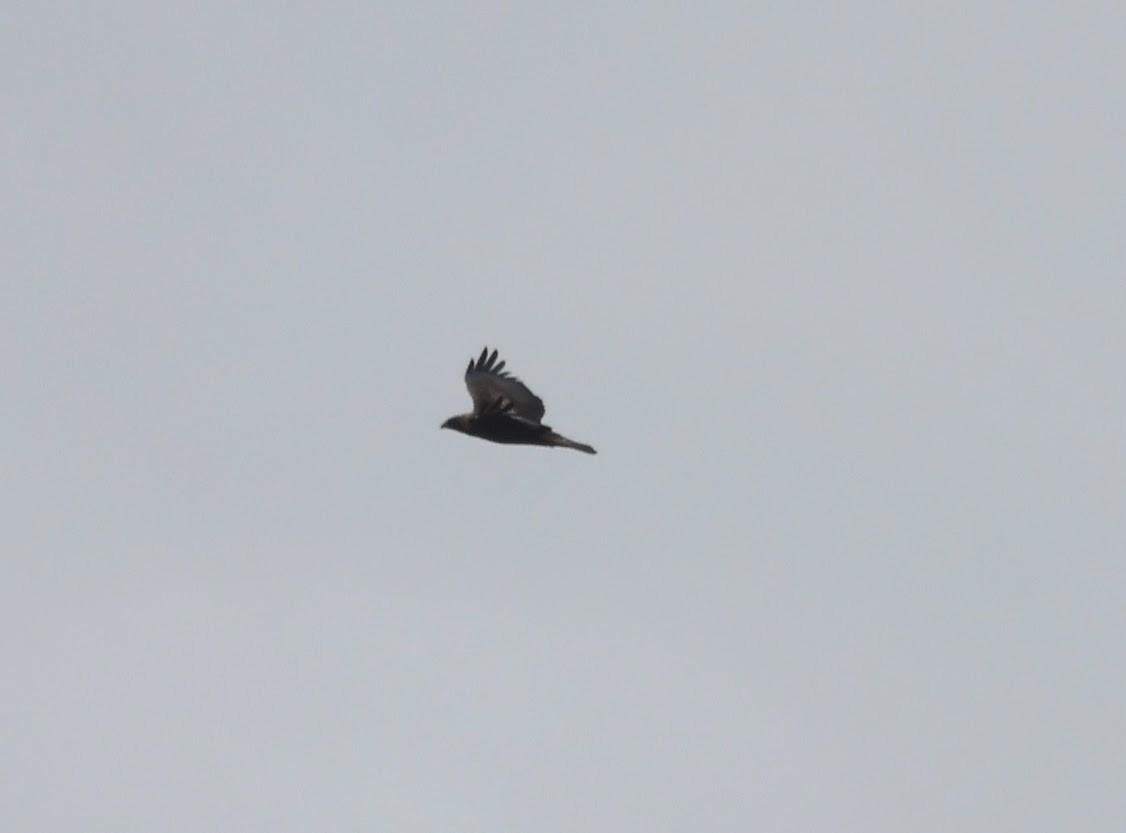 orel skalní - ML645407722