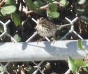 strnadec luční - ML645407725