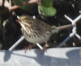 strnadec luční - ML645407726