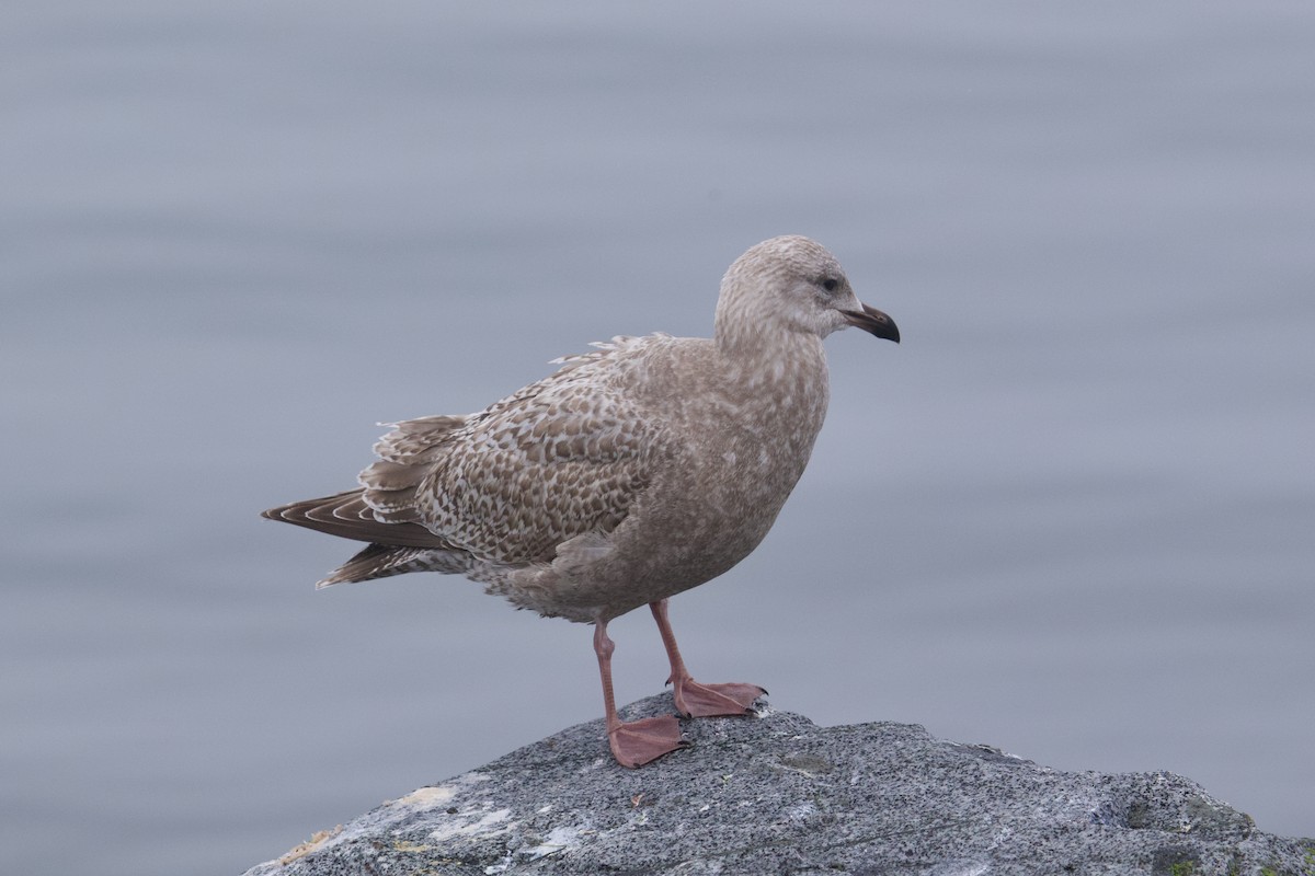 Iceland Gull (Thayer's) - ML645407728