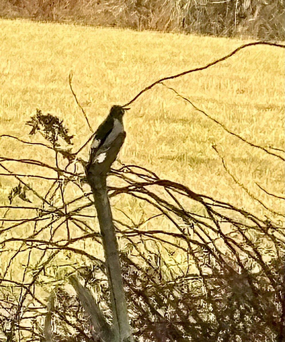 Red-headed Woodpecker - ML645407732